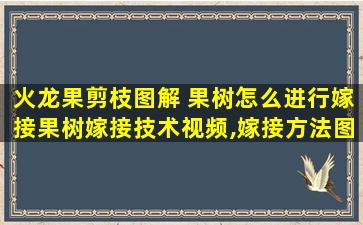 火龙果剪枝图解 果树怎么进行嫁接果树嫁接技术视频,嫁接方法图解